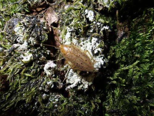 Ectobius pallidus
